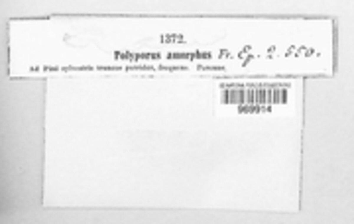 Incrustoporiaceae image